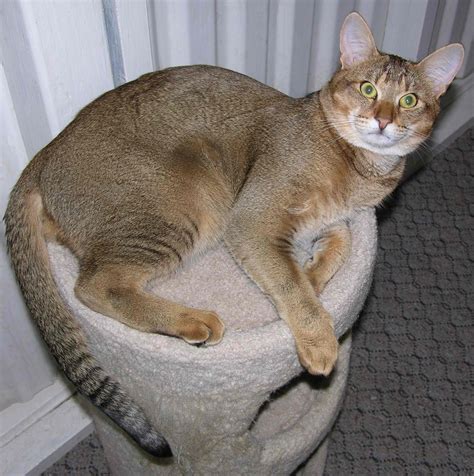 chausie cat info history personality kittens diet pictures cat breed selector