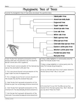 (i) here frequency of all dominant phenotypes, (p2+2pq) =60% =60/100 =0.6 then applying the hardy. Phylogenetic Tree Biology Homework Worksheet by Science ...