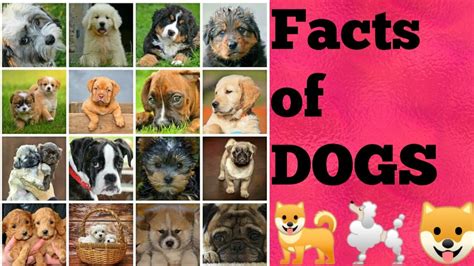 Amazing And Interesting Facts Of Dogs🐶🐩🐕 Youtube