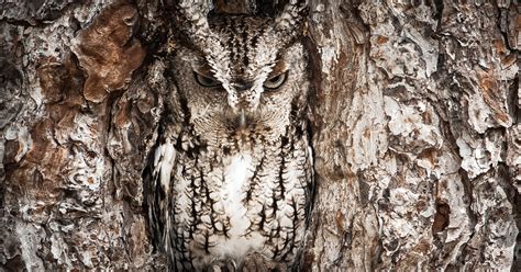 15 Stunning Examples Of Owl Camouflage Bored Panda