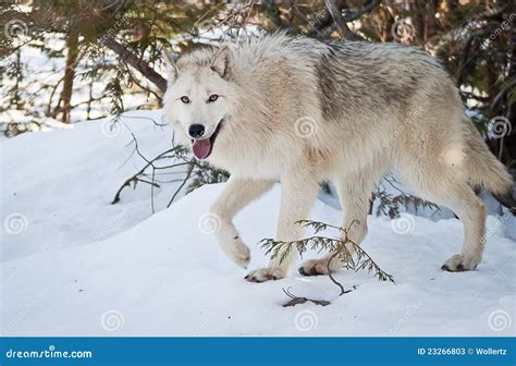 Female Wolf Stock Image Image Of Dogs Domesticated 23266803