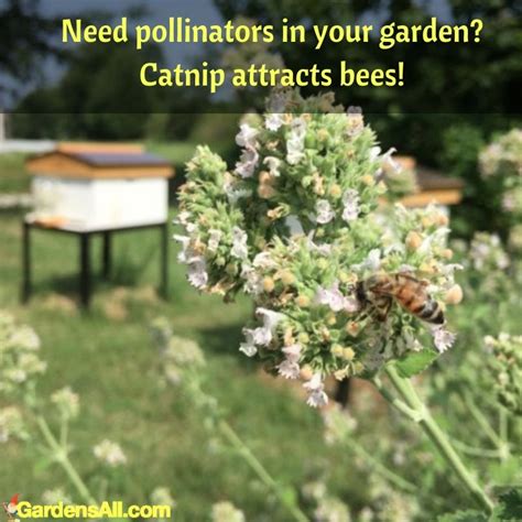 We did not find results for: Consider Growing Catnip for Mosquito Repellent and ...