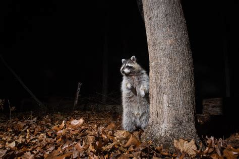Standing Raccoon Sean Crane Photography