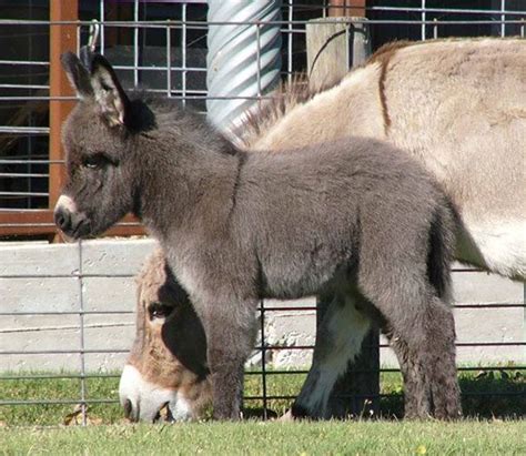 Check spelling or type a new query. Baby Miniature Donkey With His Mommy | Animales, Animales ...