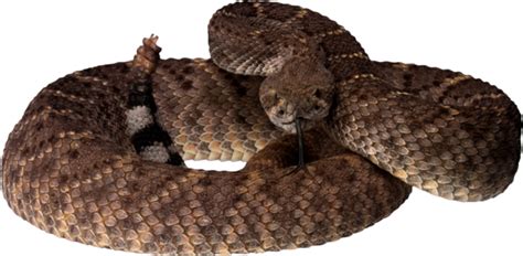 Western Diamondback Rattlesnake Vipers Snake Png Download 600294