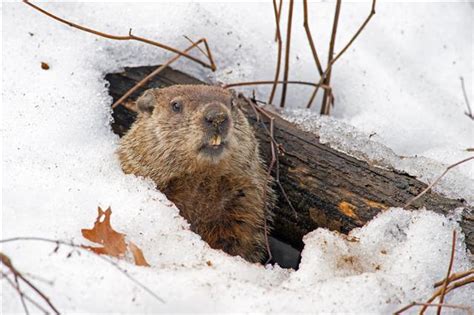 Wonderfully Astounding Facts About Groundhogs Animal Sake