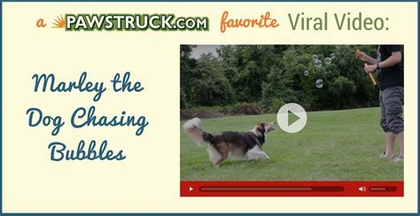 Video Dog Chasing Bubbles Dogs Bubbles Viral Videos