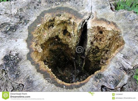 An Old Rotten Hollow Decomposing Deciduous Tree Stump On Frozen Ground