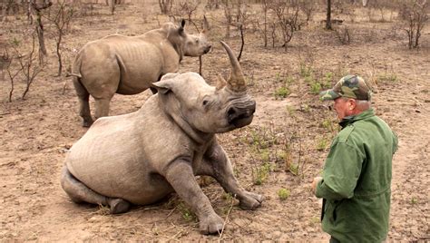 Wildlife Vet Says Its Too Much Now After Brutal Fortnight Of Rhino