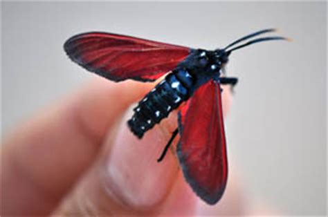 I have several mud daubers who build reds, yellows, and oranges are more likely to attract bees and wasps than blue or green. Les Fruits De Mer » White Oleander Caterpillar Moth ...