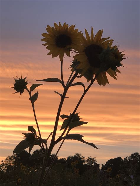 Sunflowers At Sunset An Escape From The Everyday — Brie Grows
