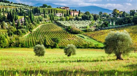 Olive Trees And Vineyards In Tuscany Stock Image Image Of European