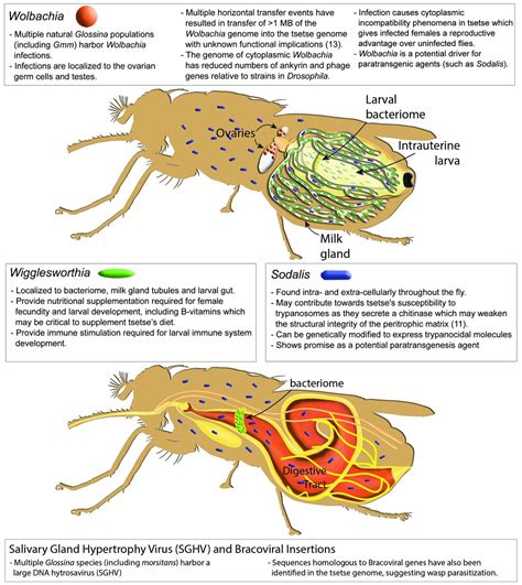 Genome Sequence Of The Tsetse Fly Glossina Morsitans Vector Of African Trypanosomiasis Science