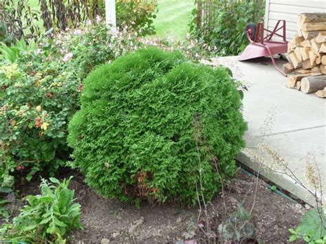 Growing Arborvitae Trees Tips On How To Grow An Arborvitae Shade