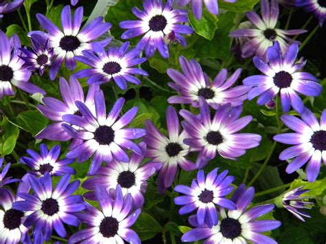 Many of these flowers will bloom in late spring or late summer, and we. Purple & white flowers | Spring flowers wallpaper, Purple ...