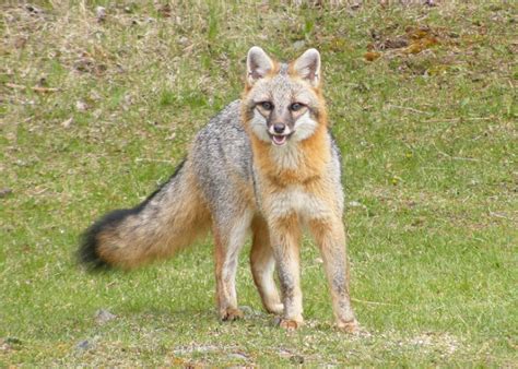 North Shore Nature Gray Fox On The Sibley Peninsula
