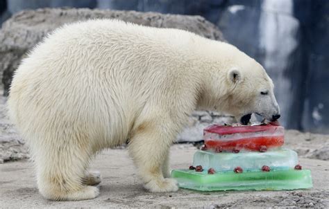 Polar Bear Celebrates His First Birthday With A Special