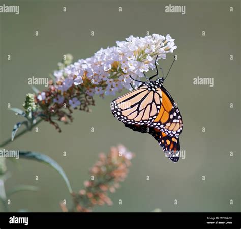 Monarch Butterfly On Wildflower Stock Photo Alamy
