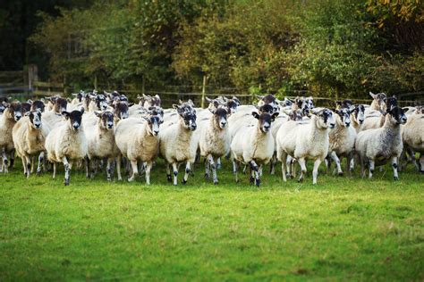 Large Flock Of Sheep On A Meadow Stock Photo Dissolve