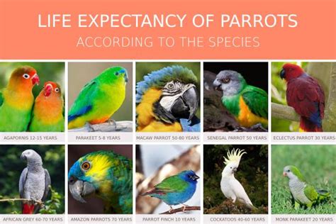 How Long Does A Parrot Live Life Expectancy According To The Species