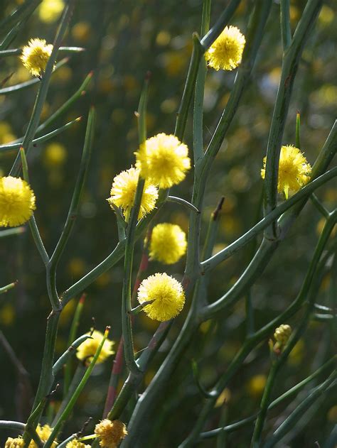 Wattle Acacia Aphylla ‘leafless Rock Wattle Native Plant Project