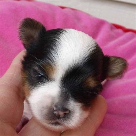Puppyfinder.com is your source for finding an ideal puppy for sale in alabama, usa area. Parti Yorkie puppies for Sale in Arlington, Washington ...