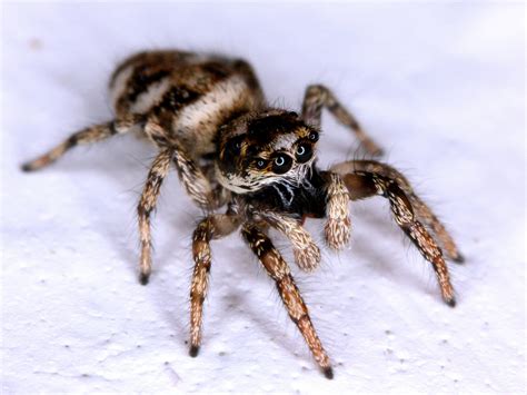 Here Come The Jumping Spiders Fifteen Eighty Four Cambridge