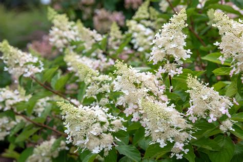 How To Grow And Care For Quick Fire Hydrangea