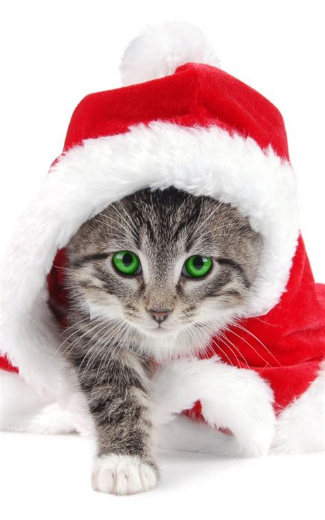 Plenty of santa, ornaments, gifts, and lights for all. Christmas Grey Santa Claus Cat Android Wallpaper free download