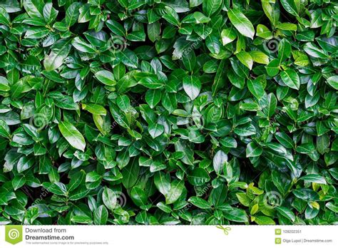 Seamless Background Of Green Laurels Bay Leaf Natural Stock Image