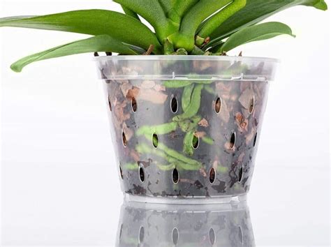 10 Best Orchid Pots And Containers Paisley Plants