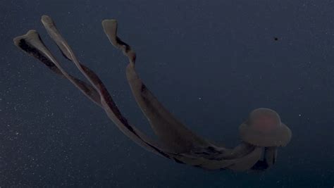 Ultra Rare ‘giant Phantom Jellyfish Observed Deep In The Ocean
