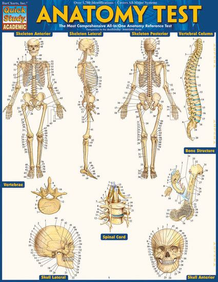Quickstudy Anatomy Test Laminated Study Guide 9781423223542