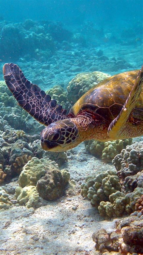 Sea Turtle Wallpaper Backgrounds 55 Images