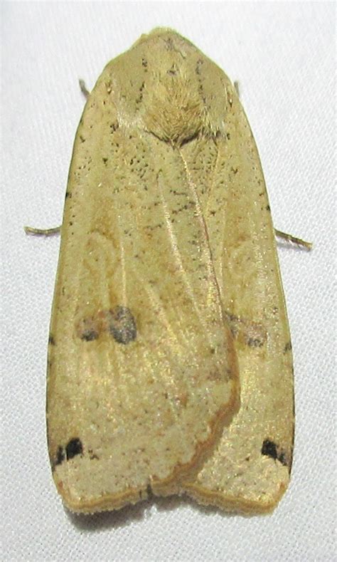 110031 Large Yellow Underwing Moth Noctua Pronuba Flickr