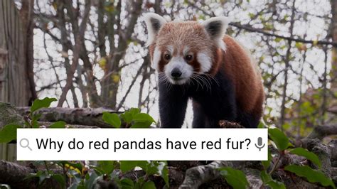 Are Red Pandas Friendly Weird Animal Searches Bbc Earth Youtube