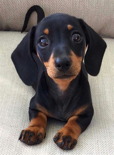 We did not find results for: Pin by marthabelvisi on Dogs | Dachshund puppies, Dachshund puppy, Daschund puppies