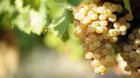 Albariño The Ultimate Wine Grape Guide The Wine Society