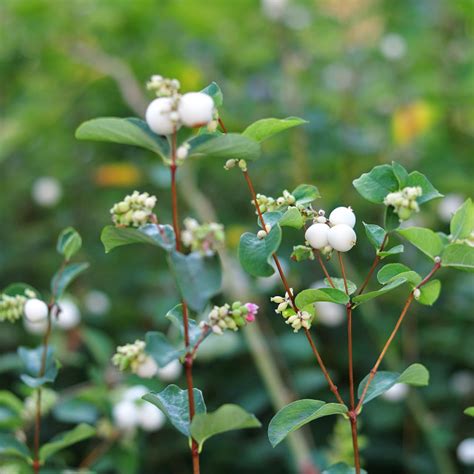 Snowberry Hedge With White Fruits License Download Or Print For £4