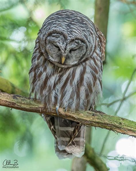 A Sleepy Barred Owl In Langley British Columbia Canada Thanks To A