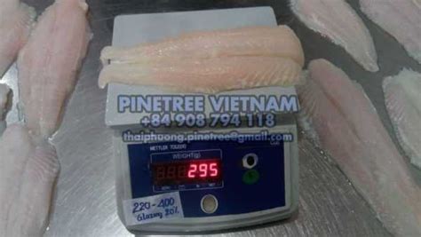 Frozen Pangasius Fillet Pinetree Vietnam Co Ltd Seafood Exporter From