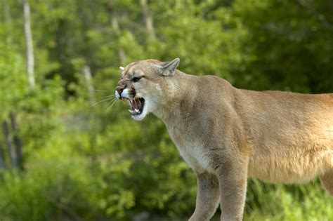 Nine Year Old Girl Survives Rare Cougar Attack In Washington State Iheart