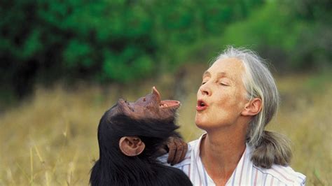 Dr Jane Goodall Explains What Studying Chimpanzees Can Teach Us About