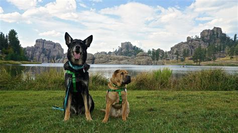 7 deluxe waterfront cabins, 1 is ada compliant 13 standard waterfront cabins, 2 are pet friendly 11 standard second row cabins, 2 are pet friendly. Pet Friendly Custer State Park in South Dakota | Custer ...
