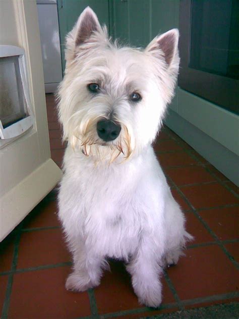 My Lovely Bonnie West Highland White Terrier West Highlands Cute Dogs