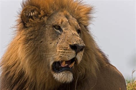 Photos: The Biggest Lions on Earth | Live Science