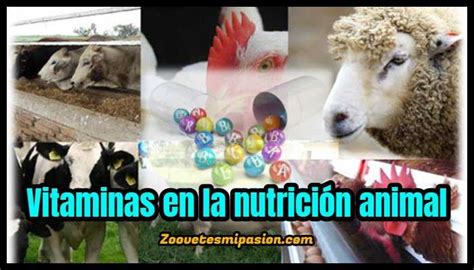Vitaminas En La Nutrición Animal Funciones Y Signos De Deficiencia