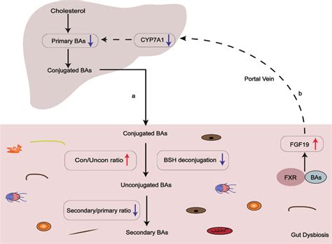 Bile Acid Microbiota Interactions Are Impaired In Pbc Patients A Gut