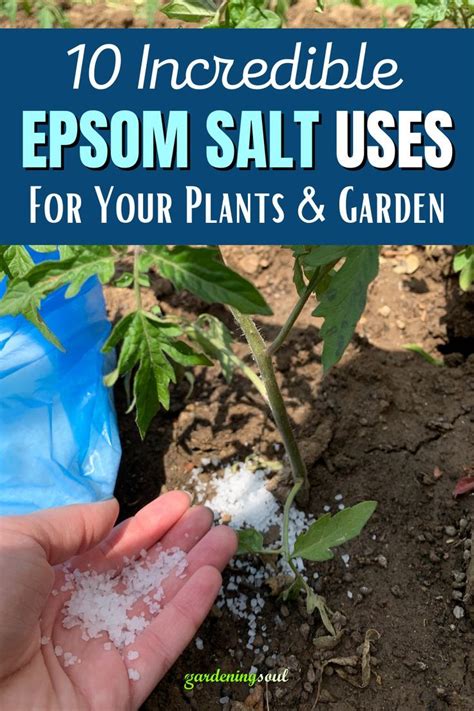 10 Incredible Epsom Salt Uses For Your Plants And Garden Garden