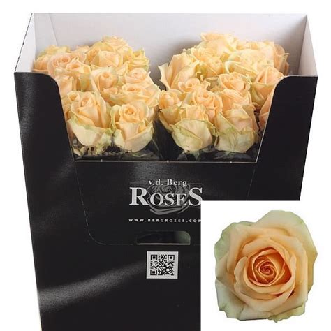 Rose Avalanche Peach 90cm Wholesale Dutch Flowers And Florist Supplies Uk
